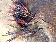 Furcellaria lumbricalis