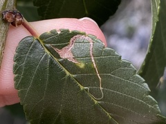 Stigmella multispicata