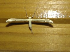 Hellinsia osteodactylus