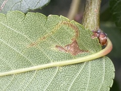 Stigmella multispicata