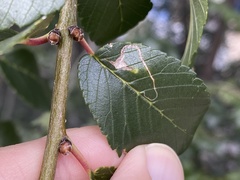 Stigmella multispicata