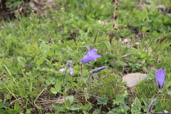 Campanula tridentata biebersteiniana