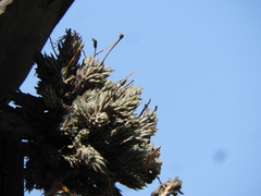 Tillandsia pedicellata