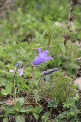Campanula tridentata biebersteiniana