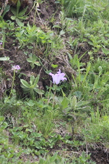 Campanula tridentata biebersteiniana