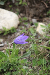 Campanula tridentata biebersteiniana