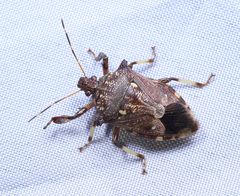 Eocanthecona concinna