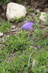 Campanula tridentata biebersteiniana