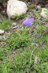 Campanula tridentata biebersteiniana