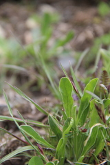 Campanula tridentata biebersteiniana