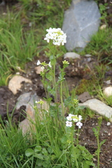 Cardamine raphanifolia acris