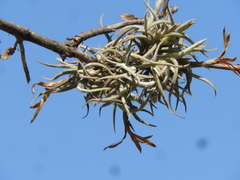 Tillandsia retorta