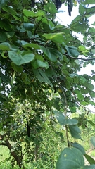 Piliostigma thonningii