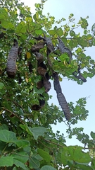 Piliostigma thonningii
