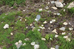 Cardamine raphanifolia acris
