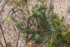 Euphorbia genistoides