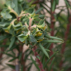 Euphorbia genistoides