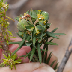 Euphorbia genistoides