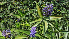 Dichorisandra thyrsiflora