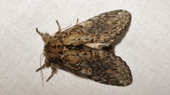 Peridea anceps
