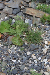 Draba siliquosa