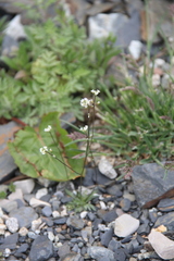 Draba siliquosa