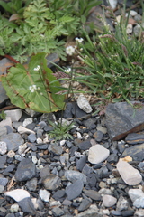 Draba siliquosa