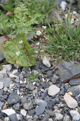 Draba siliquosa