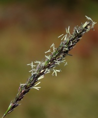Sesleria autumnalis