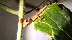 Calotes versicolor