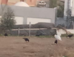 Corvus monedula cirtensis