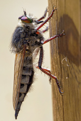 Promachus latitarsatus