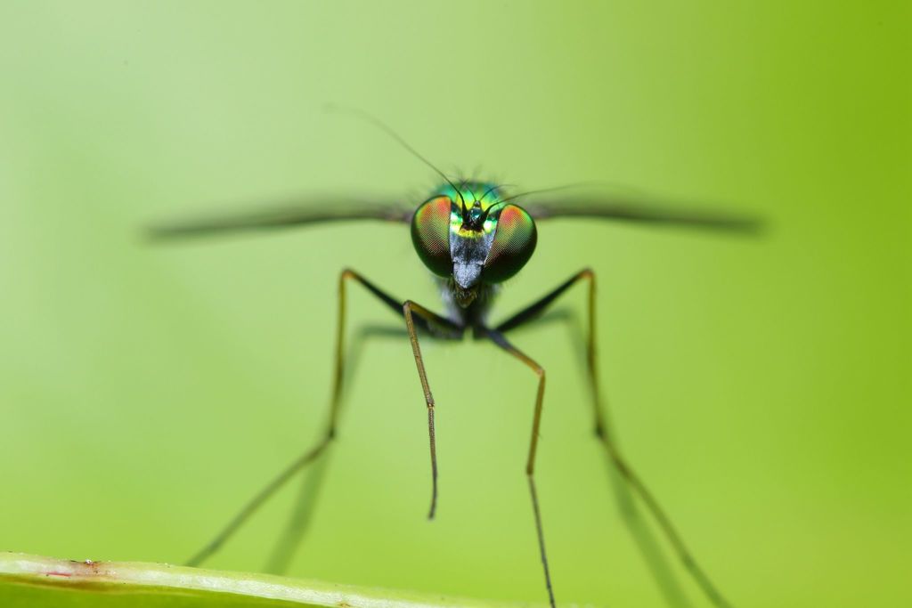 Chrysosoma globiferum from 中国深圳市南山区华侨城 on October 29, 2021 at 09:18 AM ...