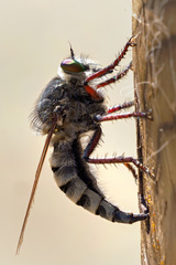 Promachus latitarsatus