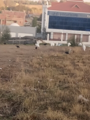 Corvus monedula cirtensis