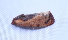 Cryptophlebia ombrodelta