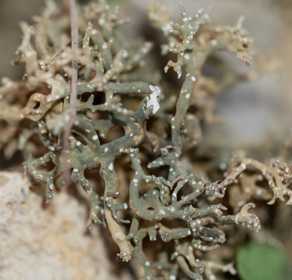 Desert Vagabond Lichen