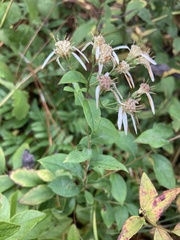 Doellingeria sericocarpoides