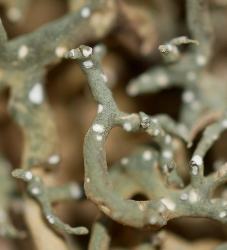 Desert Vagabond Lichen