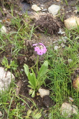 Primula auriculata
