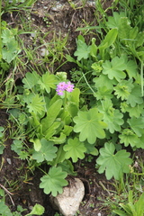 Primula auriculata