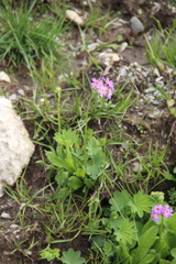 Primula auriculata