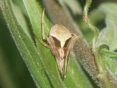 Acacesia tenella