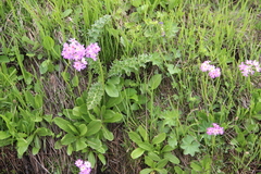 Primula auriculata