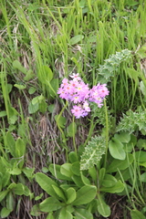 Primula auriculata