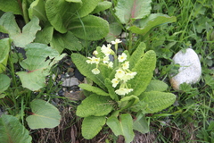 Primula ruprechtii