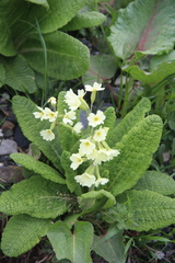Primula ruprechtii