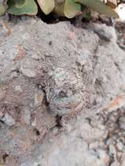 Phrynosoma braconnieri