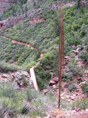 Agave utahensis kaibabensis