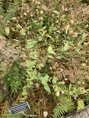 Doellingeria sericocarpoides
